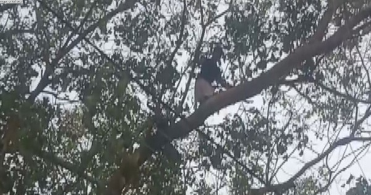 Transgender woman protests 'attack' by climbing tree in Kerala's Aluva